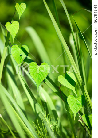 Purple dew grass that blooms in the lower left during blurring after yellowish green Purple dew grass that blooms in the lower left during blurring after yellowish green 80794844
