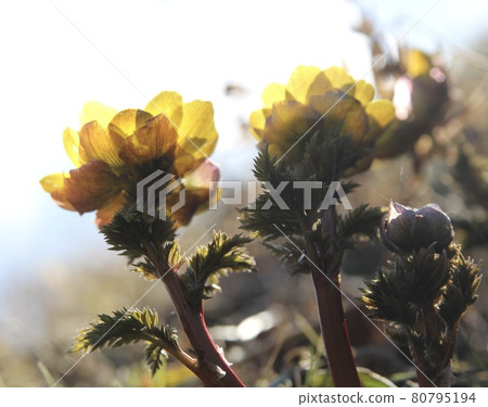 阿多尼斯 阿多尼斯 80795194