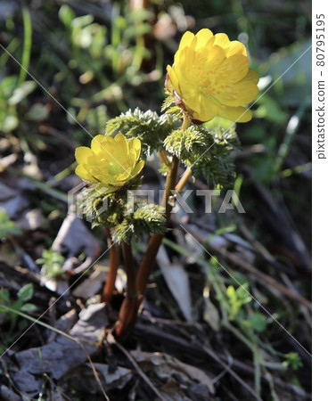 阿多尼斯 80795195