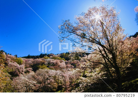 吉野的櫻花樹 80795219