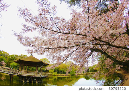 Ukimido的櫻桃樹 80795220