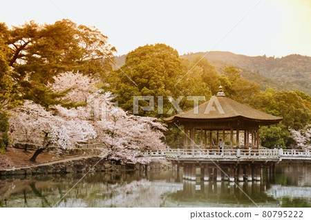 Cherry tree of Ukimido 80795222