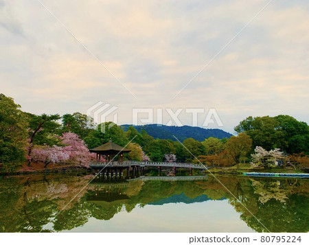 Cherry tree of Ukimido 80795224