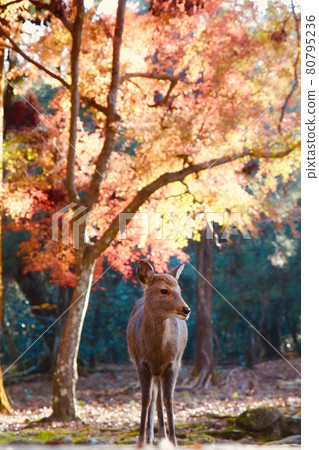 Nara deer 80795236