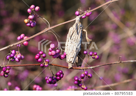 美莓樹枝上的一種袋蟲 80795583