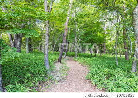 (Yamanashi Prefecture-Landscape) Summer Kiyosato Plateau Walking Path 1 80795823