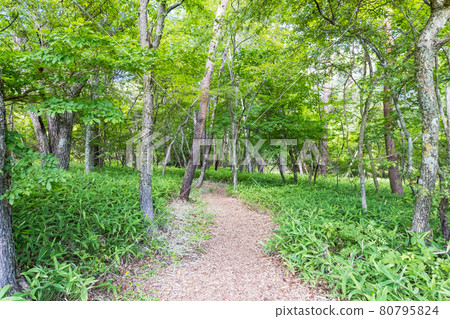 (Yamanashi Prefecture-Landscape) Summer Kiyosato Plateau Walking Path 2 80795824