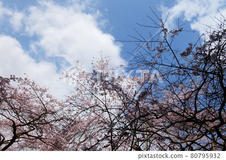 櫻花和天空 80795932