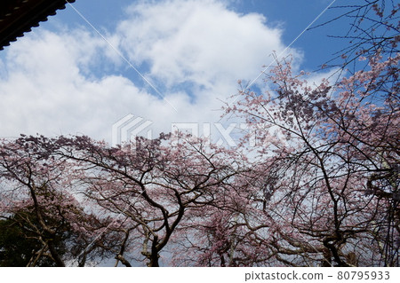 櫻花和天空 櫻花和天空 80795933