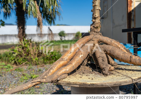 Freshly harvested cassava potatoes 80795997