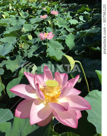 《Machida Yakushiike Park》 Oga lotus flowers 《Machida Yakushiike Park》 Oga lotus flowers 80796120