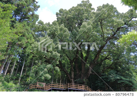 Ogose Town, Iruma District, Saitama Prefecture 80796478