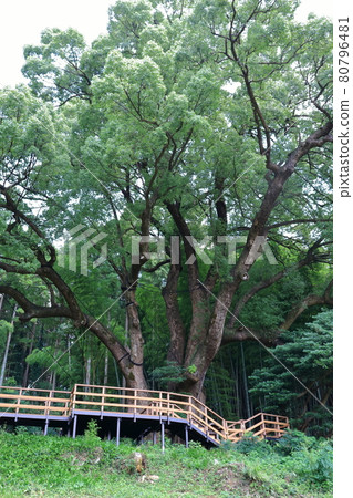 埼玉縣入間郡尾瀨町 80796481