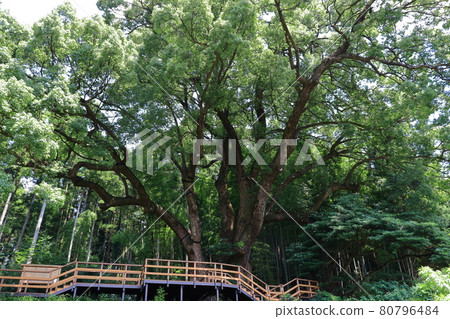 Ogose Town, Iruma District, Saitama Prefecture 80796484