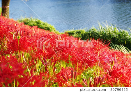 Mandarin saixa Mandarin saixa 80796535