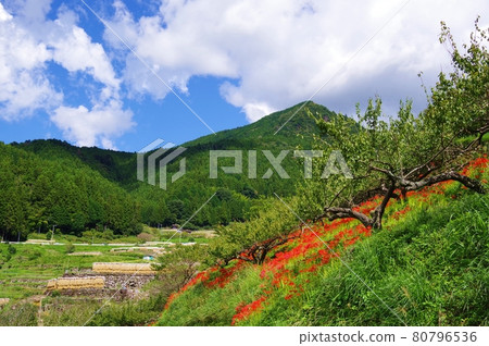 Yotsuya Rice Terraces Autumn Day Yotsuya Rice Terraces Autumn Day 80796536