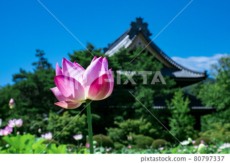 Lotus pond behind Shinano Kokubunji where the sun shines under the blue sky in midsummer Lotus pond behind Shinano Kokubunji where the sun shines under the blue sky in midsummer 80797337