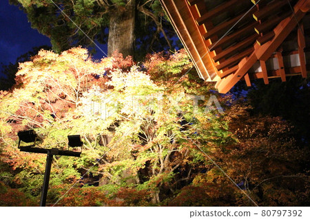 Nara Tanzan Shrine Night view of autumn leaves [Nara Prefecture] 80797392