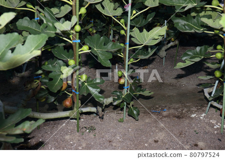 無花果收穫 80797524