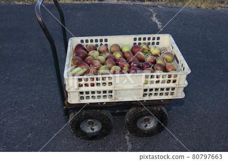 Fig harvest Fig harvest 80797663