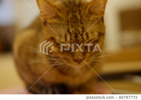 Cat Cat 80797735