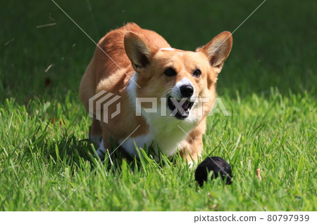 柯基犬追球 柯基犬追球 80797939