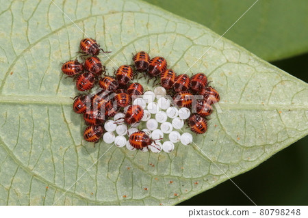 Creatures: Insects, brown marmorated stink bugs, eggs and first-instar larvae. Outbreak in the back of the leaves of Harlequin glorybow in late July 80798248