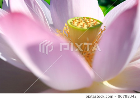 Lotus flower Jishinji in Mihara City, Hiroshima Prefecture 80798342