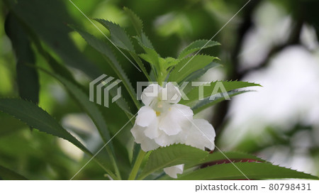 花園香脂 花園香脂 80798431