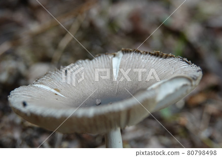 鵝膏菌屬陰道鵝膏菌 鵝膏菌屬陰道鵝膏菌 80798498