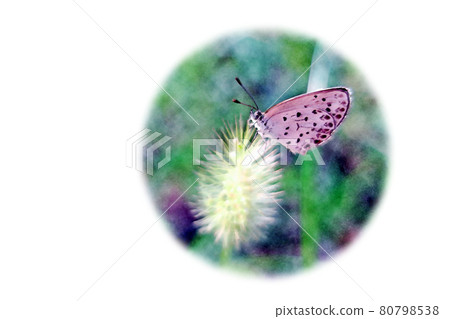 "Shijimicho" watercolor-style picture letter resting its wings on a cat Jarashi in the morning sun 80798538