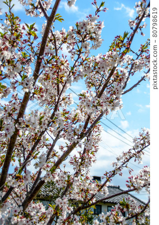 Cherry blossom viewing 80798619