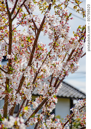 Watching cherry blossoms in the city 80798620