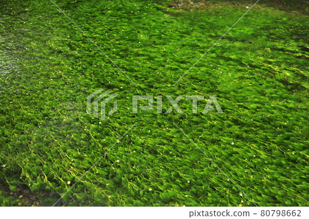 6 月 鼴谷地藏河上的梅花藻 照片素材 圖片 圖庫 6 月 鼴谷地藏河上的梅花藻 照片素材 圖片 圖庫