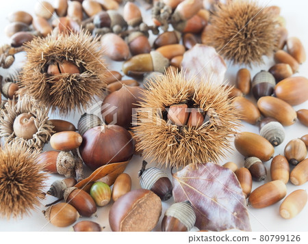 很多橡子和栗子 80799126