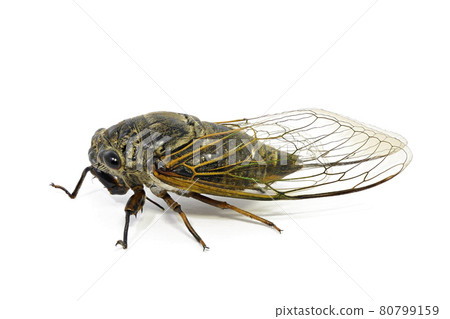 [Kumazemi]（深度合成） 80799159