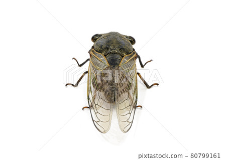 [Kumazemi]（深度合成） 80799161