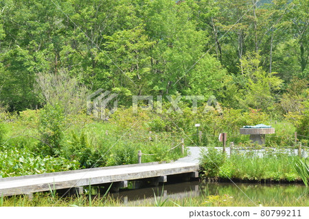 箱根植物園樹木環繞的木板路和池塘[夏日風景] 80799211