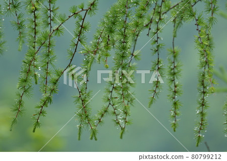 雨後垂下的落葉松樹葉上水晶般的水滴 雨後垂下的落葉松樹葉上水晶般的水滴 80799212
