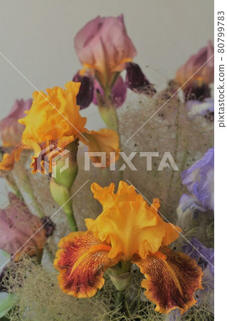 German Airi in Smoke Tree 80799783