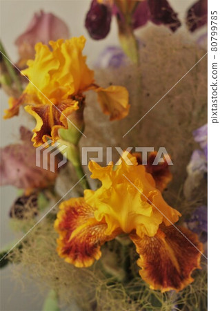 German Airi in Smoke Tree 80799785
