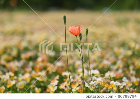 罌粟花:花田長出長莖,花朵盛開。 罌粟花:花田長出長莖,花朵盛開。 80799794