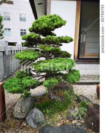 東京荒川區後六神社松 東京荒川區後六神社松 80799795
