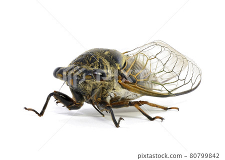 [Kumazemi]（深度合成） 80799842