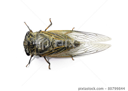 [Kumazemi]（深度合成） 80799844