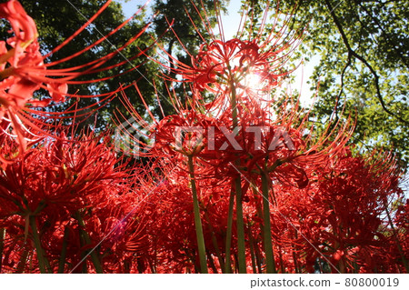 Katsurahamaenchi on the shores of Lake Biwa is one of the leading cluster amaryllis Katsurahamaenchi on the shores of Lake Biwa is one of the leading cluster amaryllis 80800019