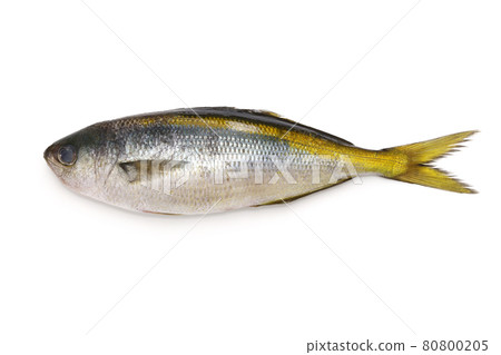 Tacape Tacape 80800205