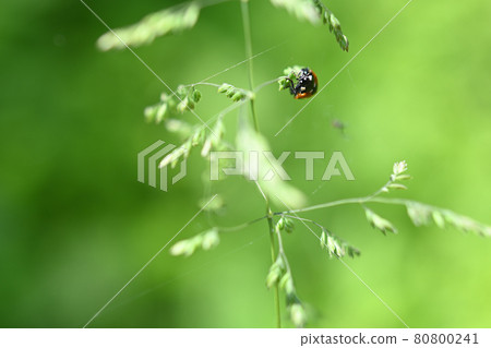 瓢蟲倒掛在禾本科植物的尖刺上 瓢蟲倒掛在禾本科植物的尖刺上 80800241