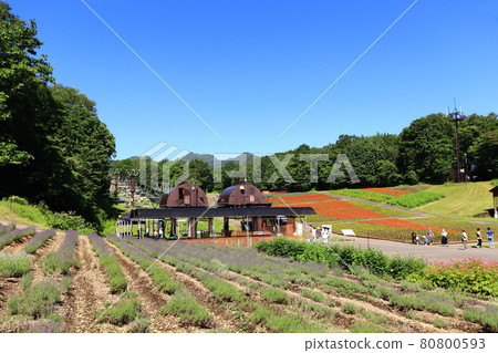 丹原高原 丹原薰衣草公園 群馬縣 夏季 80800593