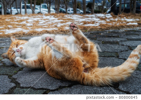 A tea tabby cat that goes on in a park with snow A tea tabby cat that goes on in a park with snow 80800845